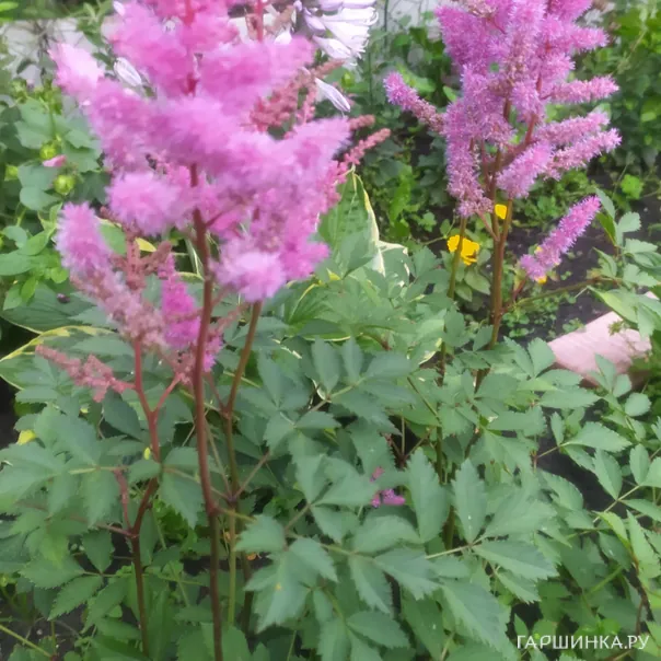 превью изображения отзыва