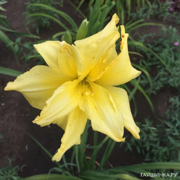 превью изображения отзыва