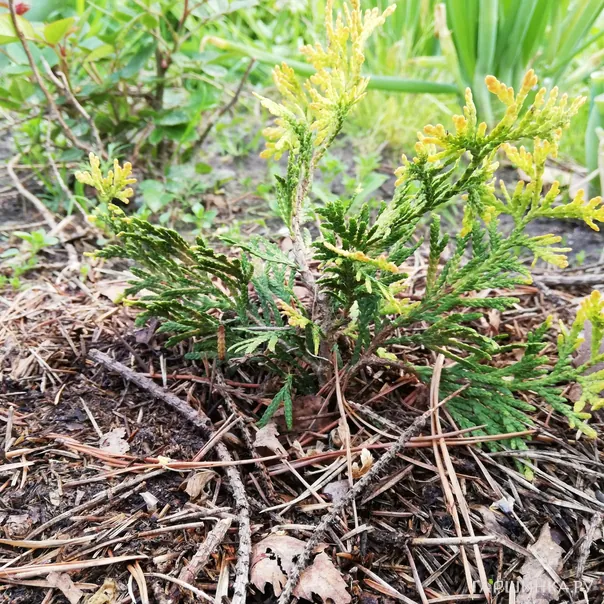 превью изображения отзыва