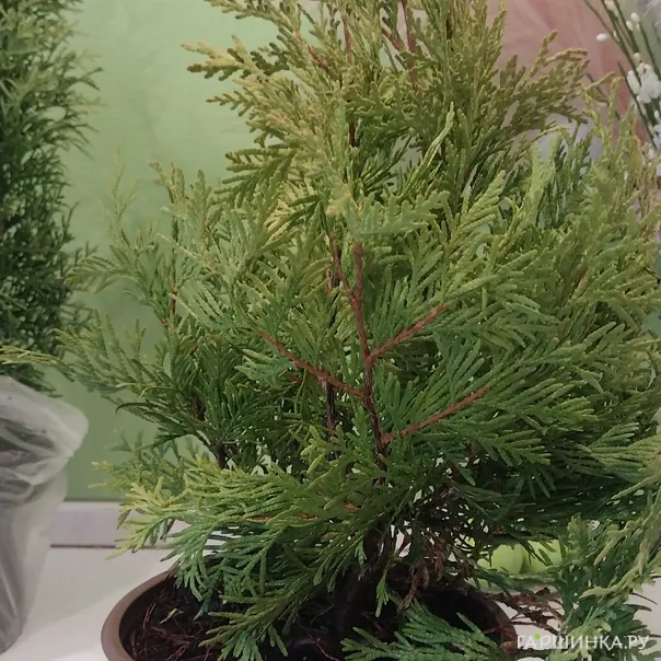 превью изображения отзыва