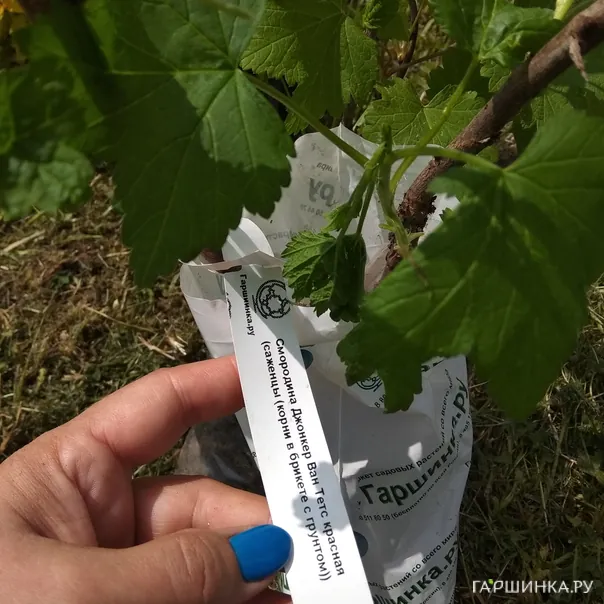 превью изображения отзыва