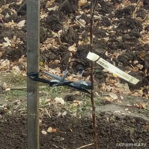 превью изображения отзыва