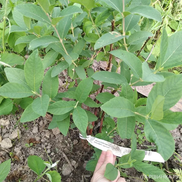 превью изображения отзыва