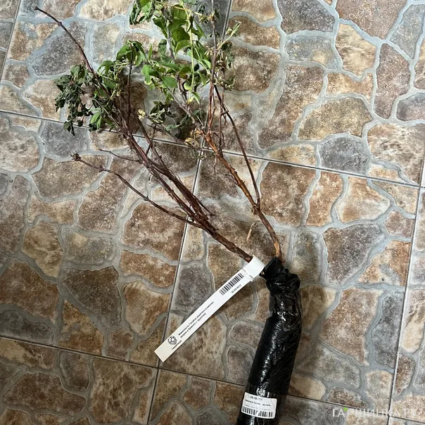 превью изображения отзыва