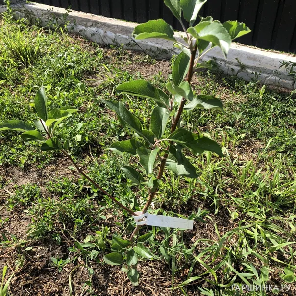 превью изображения отзыва