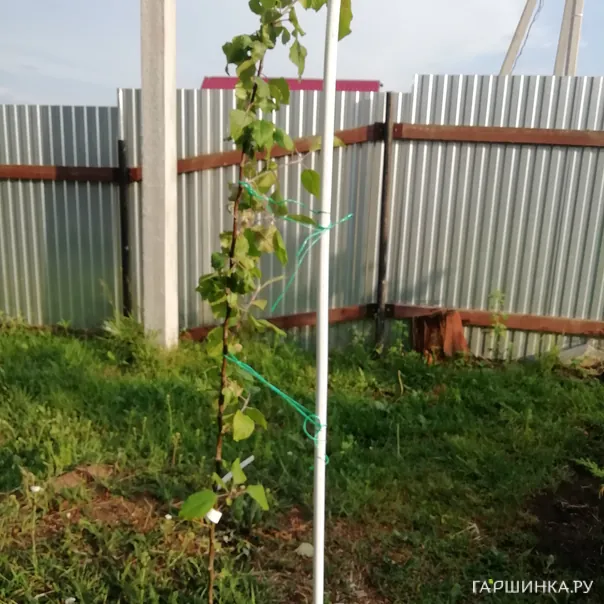 превью изображения отзыва