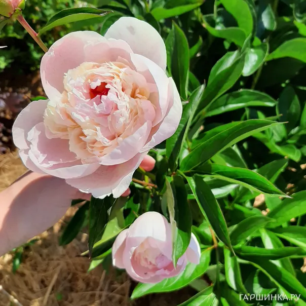 превью изображения отзыва