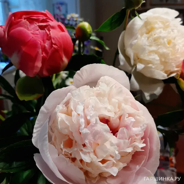 превью изображения отзыва