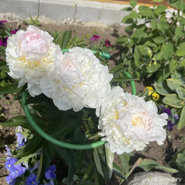 превью изображения отзыва