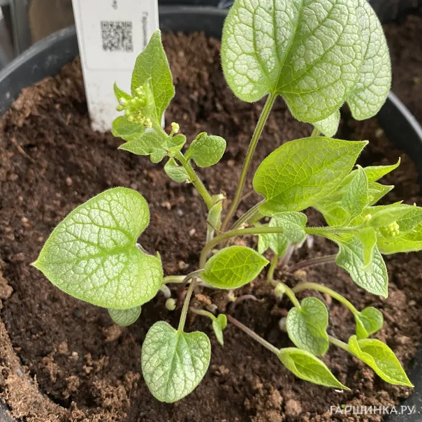 превью изображения отзыва