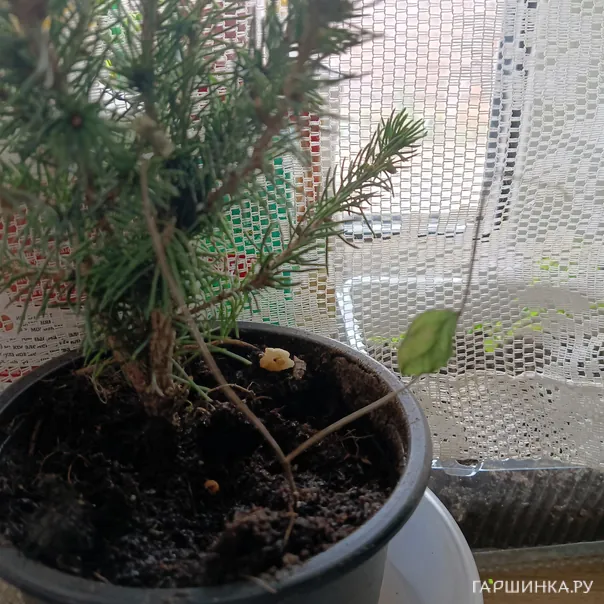 превью изображения отзыва