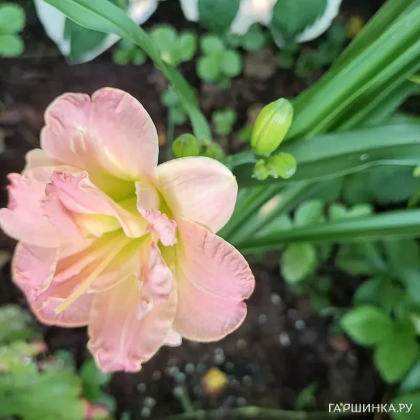 превью изображения отзыва