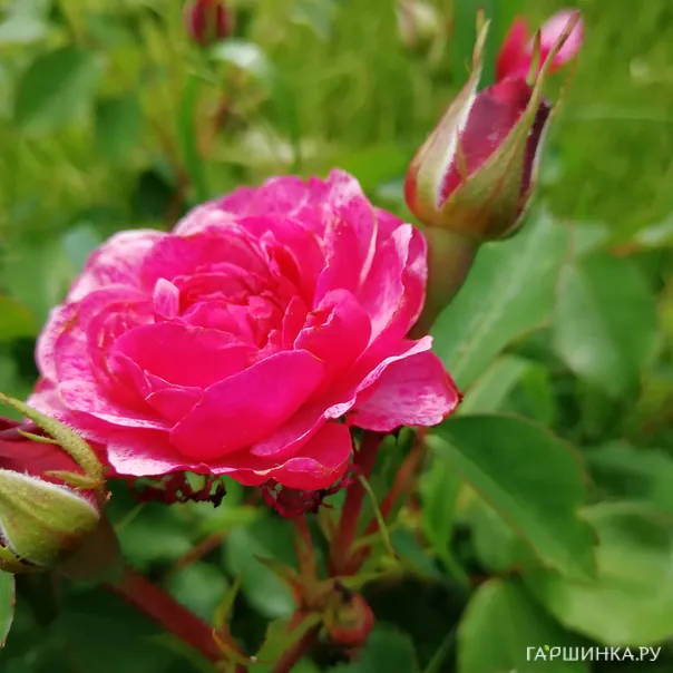 превью изображения отзыва