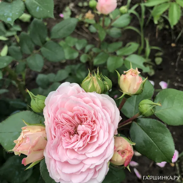 превью изображения отзыва