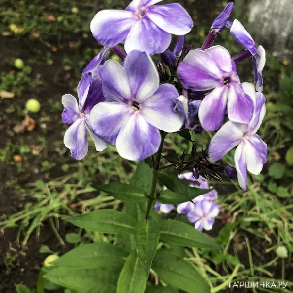 превью изображения отзыва