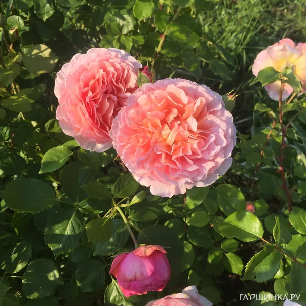 превью изображения отзыва