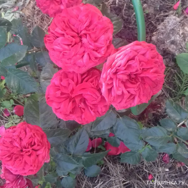 превью изображения отзыва