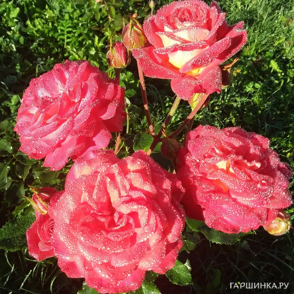 превью изображения отзыва