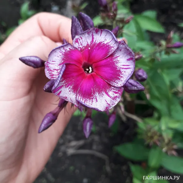 превью изображения отзыва