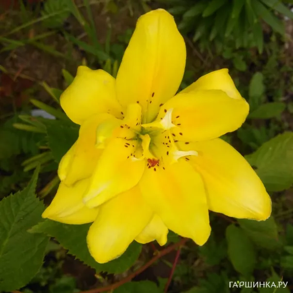 превью изображения отзыва