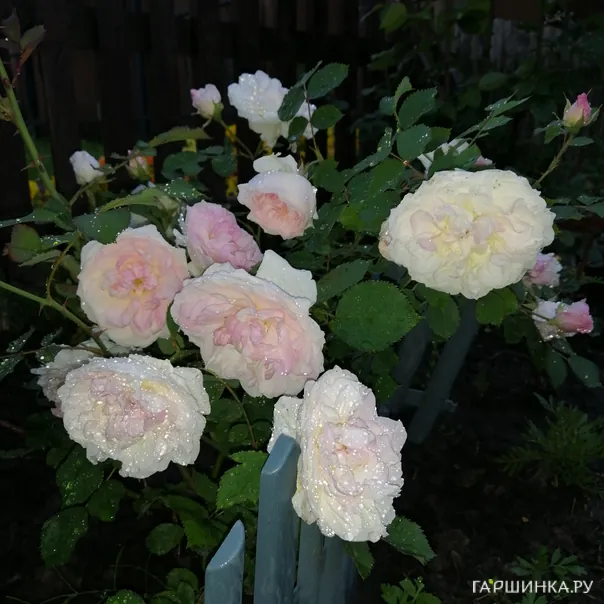 превью изображения отзыва