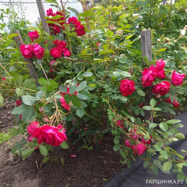 превью изображения отзыва