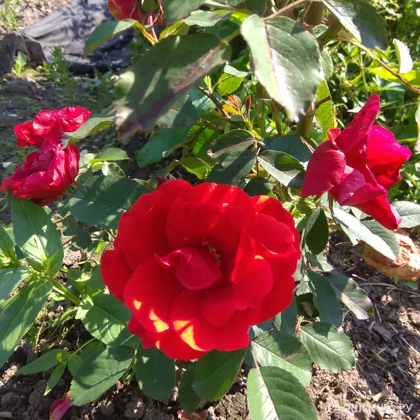 превью изображения отзыва