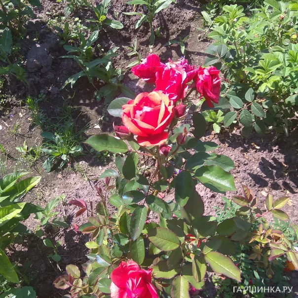 превью изображения отзыва