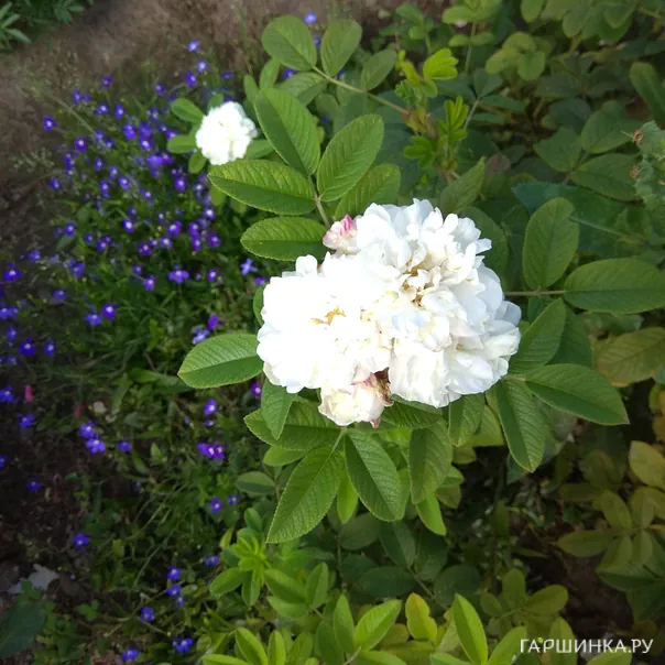 превью изображения отзыва