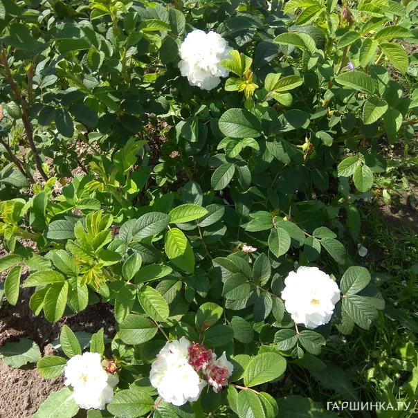 превью изображения отзыва