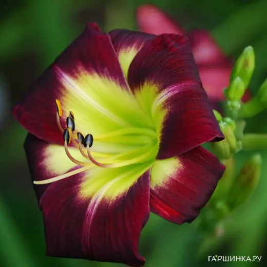 Лилейник Найт Бекон