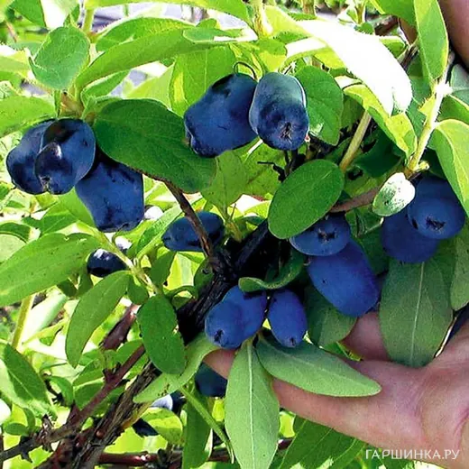 Жимолость Лазурная