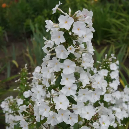 Флокс Шнелавин пирамидальный