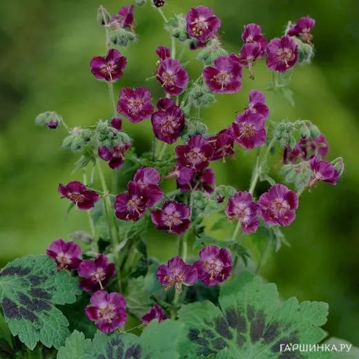 Герань темная Самобор