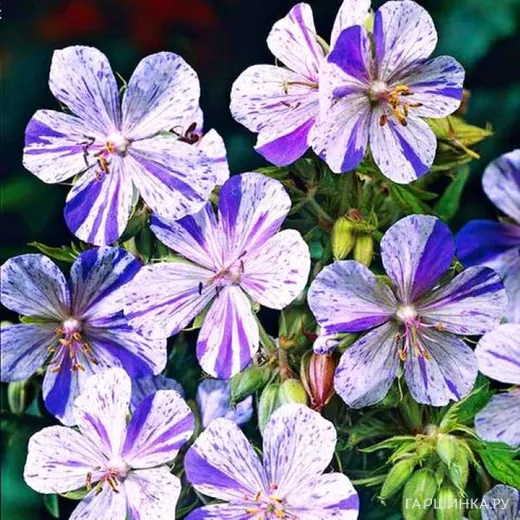Герань Акатон луговая