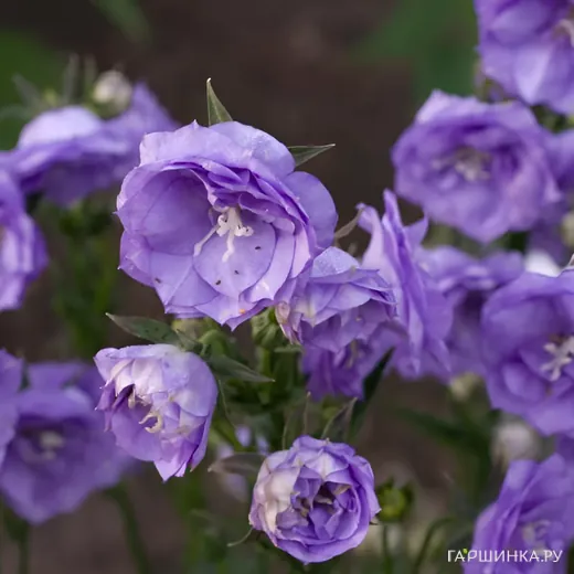 Колокольчик персиколистный Ля Белль Блю