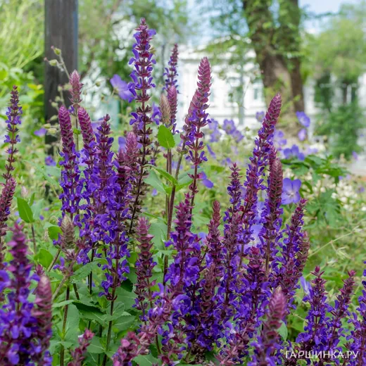 Шалфей (сальвия) дубравный Сальваторе Блю