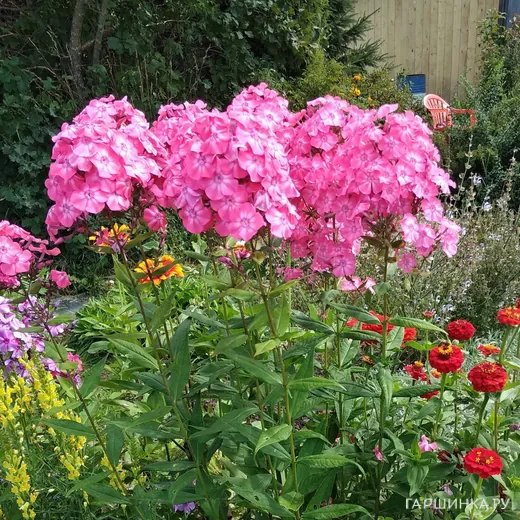 Флокс Земляничное суфле