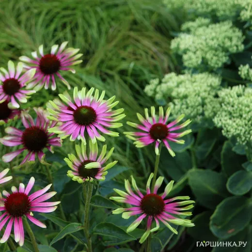 Эхинацея пурпурная Грин Твистер