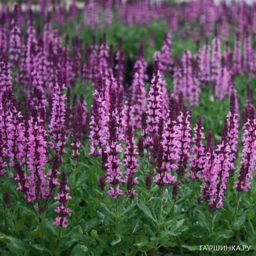 Шалфей (Сальвия) Нью Дименшн Роуз