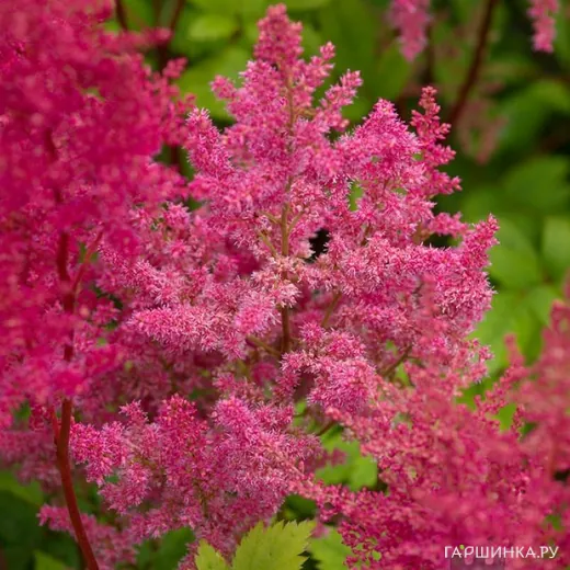 Астильба Арендса Федерзе