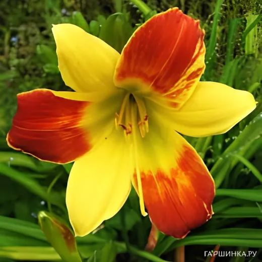 Лилейник Беппи