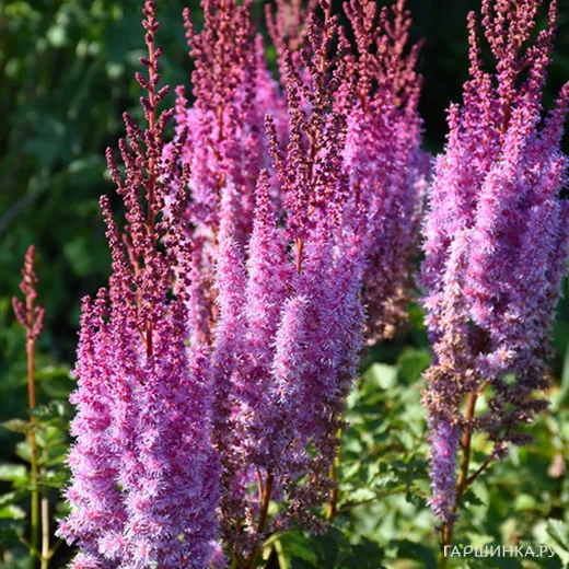 Астильба китайская Суперба