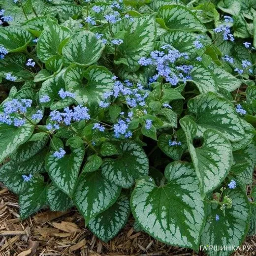 Бруннера Эмералд Мист