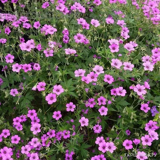 Герань садовая Патриция