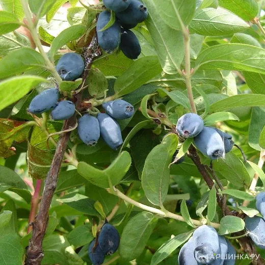 Жимолость Сибирячка