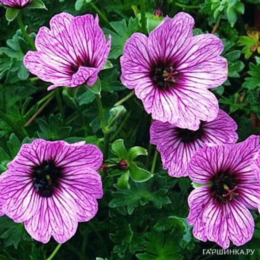 Герань садовая Балерина