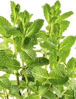 Лекарственные и пряные травы