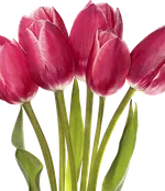 Луковичные осенней посадки