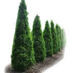 Живые изгороди